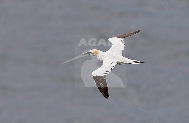 Side view of a 4cy Northern Gannet (Morus bassanus) in flight, photo above. Norway stock-image by Agami/Markku Rantala,