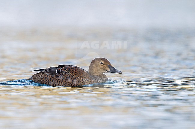 First-winter female King Eider (Somateria spectabilis), wintering in arctic Norway. stock-image by Agami/Ralph Martin,