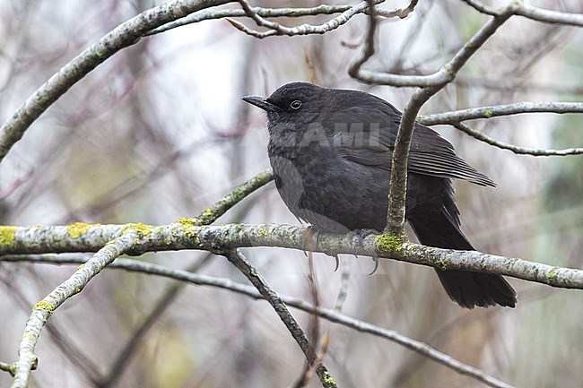 Male Common Blackbird stock-image by Agami/Daniele Occhiato,
