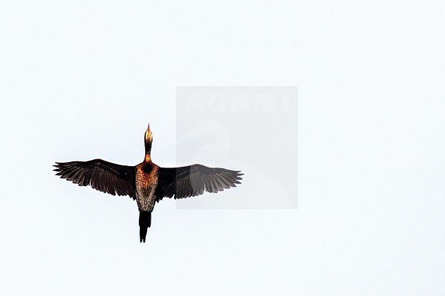 Pygmy Cormorant (Microcarbo pygmaeus) at the Bulgarian coast during autumn migration. stock-image by Agami/Marc Guyt,