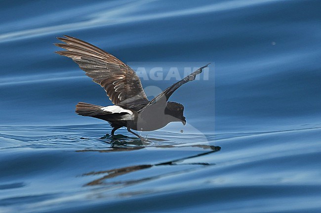 European Storm-Petrel ( Hydrobates pelagicus) off the coast of south Portugal stock-image by Agami/Eduard Sangster,