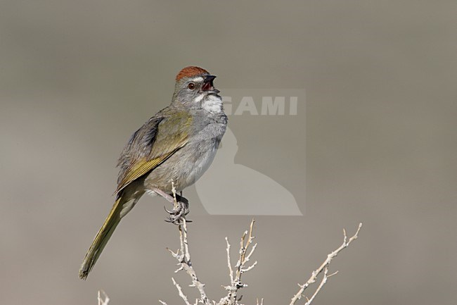 Zingende Groenstaarttowie; Singing Green-tailed Towhee stock-image by Agami/Mike Danzenbaker,