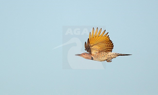 Yellow-shafted Northern Flicker (Colaptes auratus luteus) migrating over Higbee Beach, Cape May, New Jersey, USA. Showing underwing. stock-image by Agami/Helge Sorensen,
