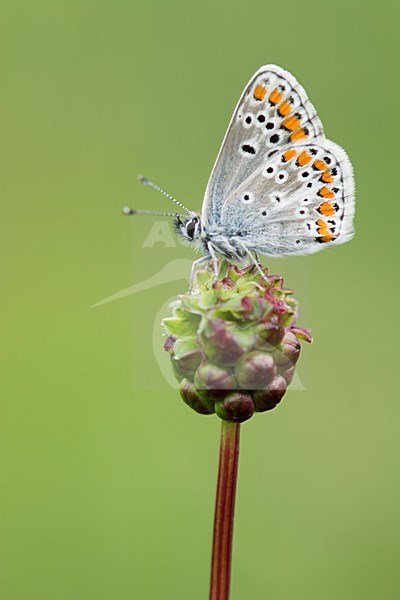 Slapend bruin blauwtje / Sleeping Brown Argus stock-image by Agami/Bas Mandos,