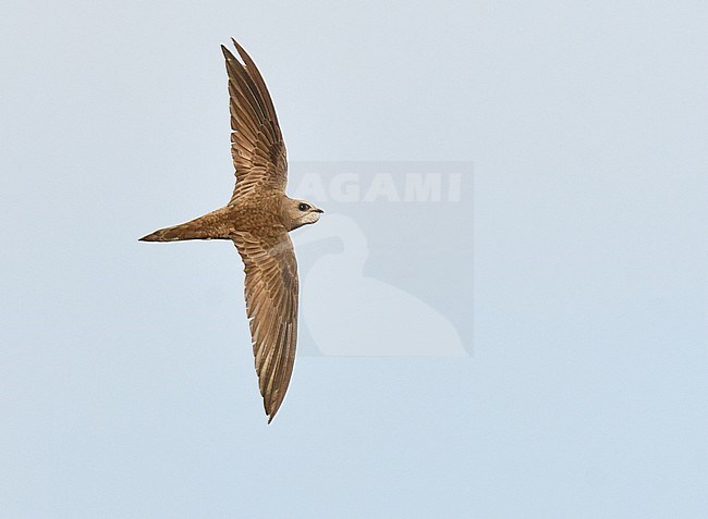 Adult Pallid Swift (Apus pallidus) in flight during autumn in northern Spain. stock-image by Agami/Laurens Steijn,