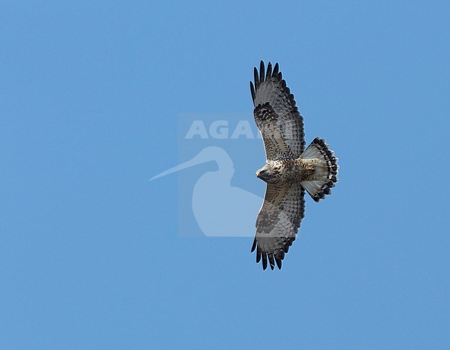 Flying Rough-legged Buzzard (Buteo lagopus) against a blue sky. stock-image by Agami/Edwin Winkel,