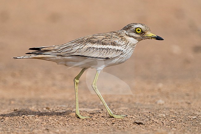 Eurasian Stone Curlew (Burhinus oedicnemus), adult walking in a desert habitat in Oman. Adult standing on a desert ground. stock-image by Agami/Saverio Gatto,