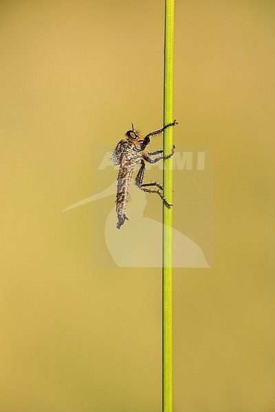 Roodbaardroofvlieg; Golden-tabbed Robberfly; stock-image by Agami/Walter Soestbergen,