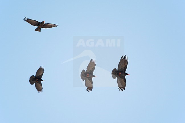 Alpenkraai in de vlucht; Red-billed Chough in flight stock-image by Agami/Markus Varesvuo,