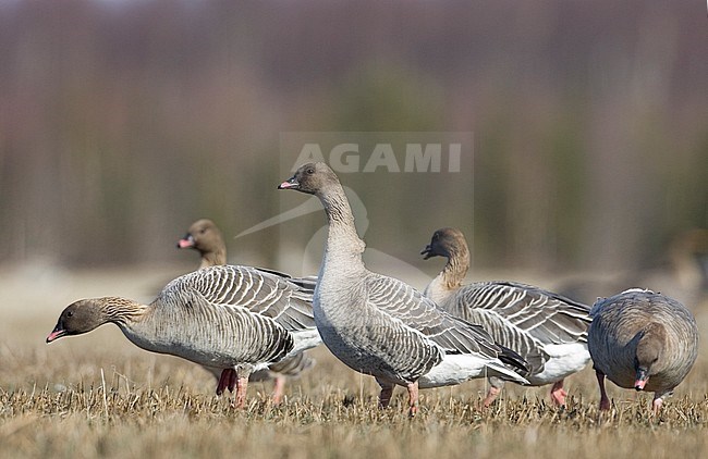 Pink-footed Goose, Kleine Rietgans stock-image by Agami/Jari Peltomäki,