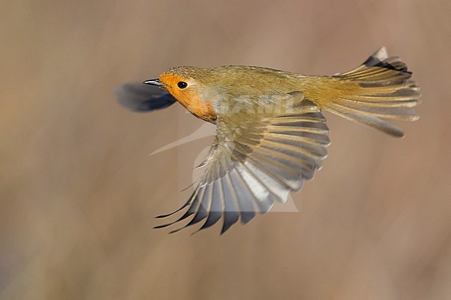 Adult European Robin (Erithacus rubecula) in flight against a natural background in Italy. stock-image by Agami/Daniele Occhiato,