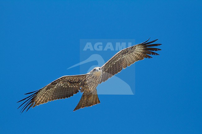 Hybrid (Eastern) Black Kite, Milvus migrans migrans x lineatus, Kazakhstan, second-year bird in flight seen from below. stock-image by Agami/Ralph Martin,