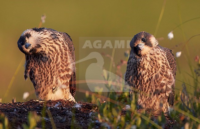 Peregrine juv. (Falco peregrinus) Vaala Finland June 2017 stock-image by Agami/Markus Varesvuo,