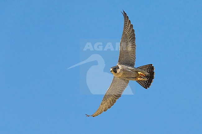 Volwassen Slechtvalk in flight; Adult Peregrine in flight stock-image by Agami/Daniele Occhiato,