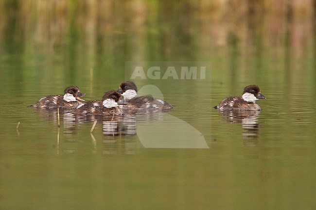 Duckling swimming on a pond in the interior of British Columbia, Canada. stock-image by Agami/Glenn Bartley,