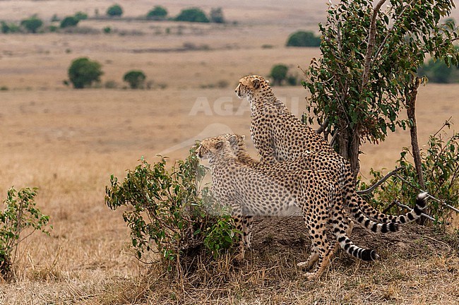 Three cheetah brothers, Acinonyx jubatus, surveying the savanna. Masai Mara National Reserve, Kenya. stock-image by Agami/Sergio Pitamitz,