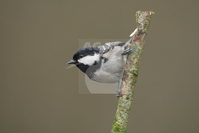 Zwarte Mees zittend op takje; Coal Tit perched on twig stock-image by Agami/Reint Jakob Schut,