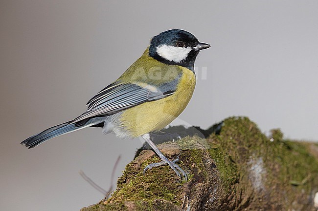 Great Tit (Parus major aphrodite), adult perched on a branch covered with moss stock-image by Agami/Saverio Gatto,