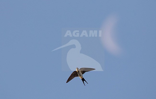 First-winter Red-rumped Swallow (Cecropis daurica) in flight seen from below with the moon in the background, during August night in Greece. stock-image by Agami/Ian Davies,