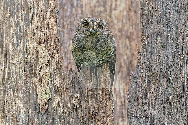 Wallace's Owlet-nightjar, Aegotheles wallacii, in West Papua, Indonesia. stock-image by Agami/Pete Morris,