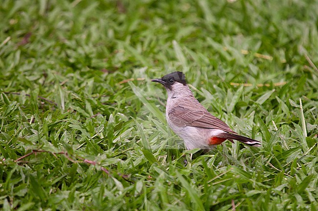 Sooty-headed Bulbul (Pycnonotus aurigaster) at Chiang Mai, Thailand stock-image by Agami/Helge Sorensen,