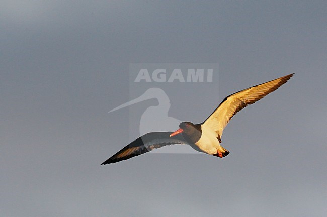 Scholekster in de vlucht; Eurasian Oystercatcher in flight stock-image by Agami/Markus Varesvuo,