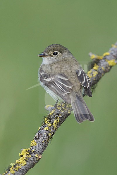 Adult Least Flycatcher (Empidonax minimus) perched on a branch in a forest near Kamloops, British Columbia in Canada. stock-image by Agami/Brian E Small,