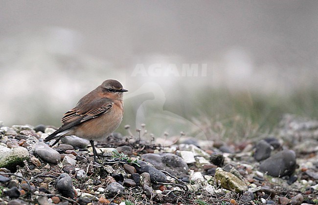 Greenlandic Northern Wheatear, Oenanthe oenanthe leucorhoa, Hastholm, Denmark. (Presumed leucorhoa due to structure and color). stock-image by Agami/Helge Sorensen,