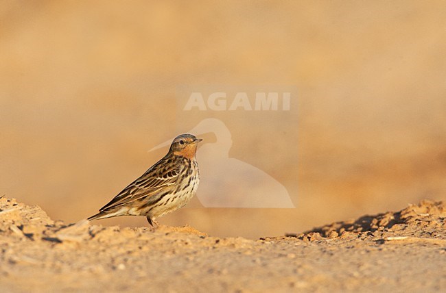 Roodkeelpieper, Red-Throated Pipit, Anthus cervinus stock-image by Agami/Marc Guyt,