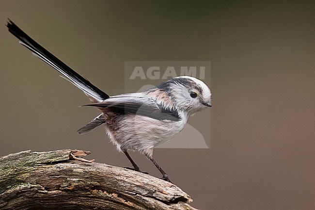 Long-tailed tit, Aegithalos caudatus, perched on a log. stock-image by Agami/Han Bouwmeester,