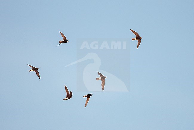 Flock of Little Swifts (Apus affinis) in flight in Spain. stock-image by Agami/Ran Schols,