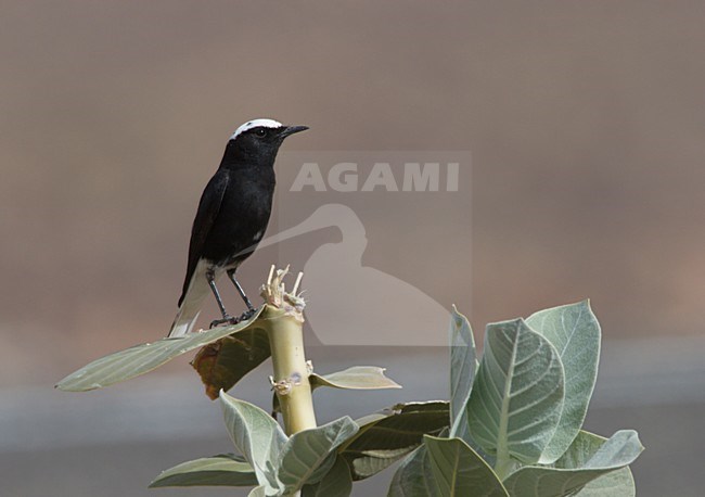 Witkruintapuit zittend op plant. White-tailed Wheatear sitting on plant stock-image by Agami/Ran Schols,