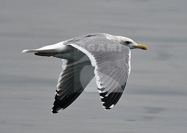 Wintering Vega Gull (Larus vegae) in Japan. stock-image by Agami/Laurens Steijn,