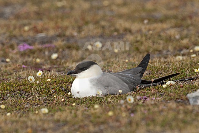 Kleinste Jager broedend; Long-tailed Skua breeding stock-image by Agami/Roy de Haas,