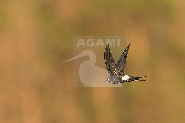 Vliegende Siberische Gierzwaluw; Pacific Swift (Apus pacificus) in flight stock-image by Agami/Ralph Martin,