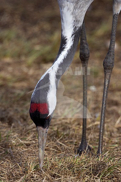 Kraanvogel foeragerend; Common Crane foraging stock-image by Agami/Jari Peltomäki,