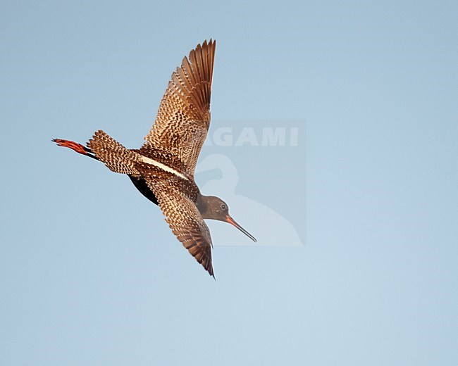 Volwassen Zwarte Ruiter in de vlucht; Adult Spotted Redshank in flight stock-image by Agami/Markus Varesvuo,