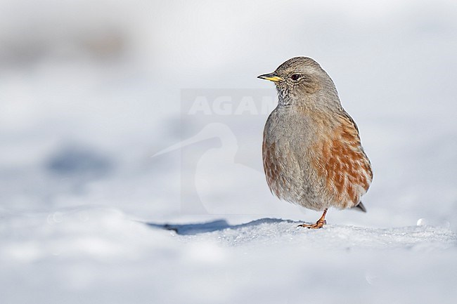 Alpine Accentor (Prunella collaris) sitting in a snow coverd moutain landscape in the swiss alps. stock-image by Agami/Marcel Burkhardt,