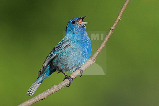 Indigo Bunting (Passerina cyanea) singing from a branch in Long Pont, Ontario, Canada. stock-image by Agami/Glenn Bartley,