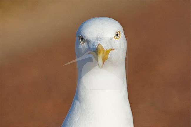 Portret volwassen Zilvermeeuw starend in de camera; close-up Herring Gull adult staring in the lens stock-image by Agami/Marc Guyt,