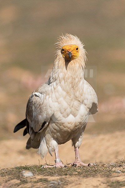 Egyptian Vulture (Neophron percnopterus) in Extremadura, Spain. stock-image by Agami/Marc Guyt,