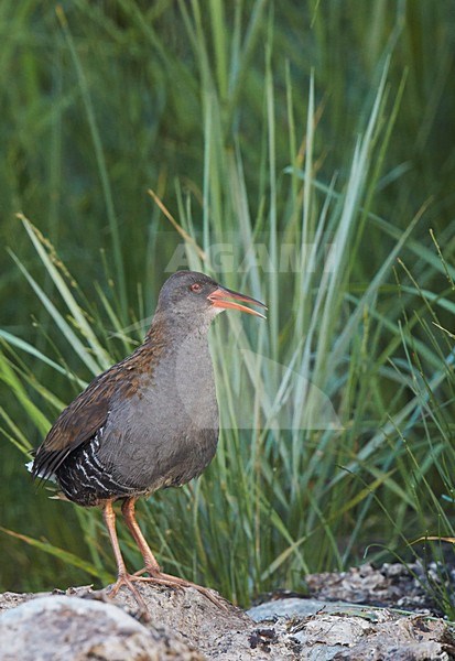 Roepende Waterral, Water Rail calling stock-image by Agami/Markus Varesvuo,