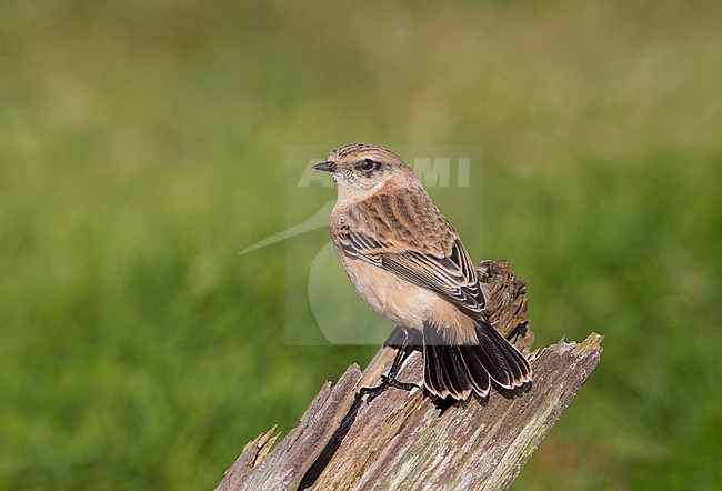  stock-image by Agami/Hugh Harrop,