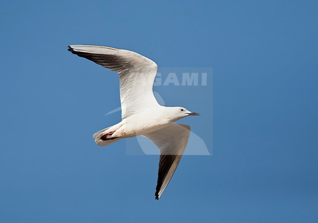 Vliegende Dunbekmeeuw in zomerkleed; Flying adult Slender-billed Gull in summer plumage stock-image by Agami/Marc Guyt,