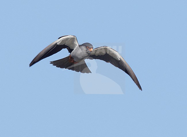 Adult male Amur Falcon (Falco amurensis) hovering stock-image by Agami/Mike Danzenbaker,