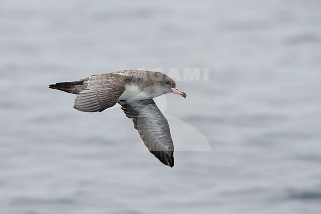 Chileense Grote Pijlstormvogel in de vlucht; Pink-footed Shearwater in flight stock-image by Agami/Martijn Verdoes,