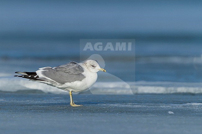 Common Gull - Sturmmöwe - Larus canus ssp. canus, Switzerland, adult stock-image by Agami/Ralph Martin,