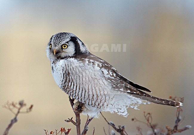 Sperweruil in top van een struik; Northern Hawk Owl perched in top of tree stock-image by Agami/Markus Varesvuo,