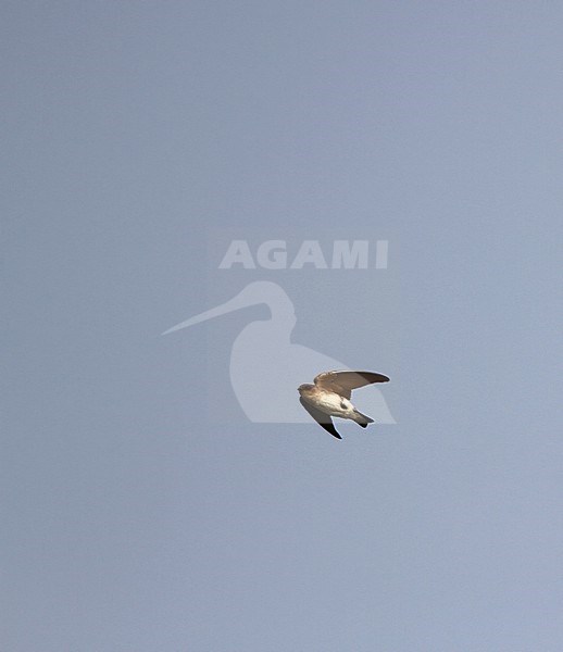 Grey-throated martin, Riparia chinensis,  at Kratie, Cambodia. stock-image by Agami/James Eaton,