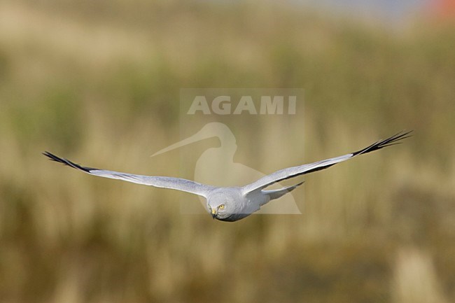 Man Blauwe Kiekendief vliegend; Male Hen Harrier flying stock-image by Agami/Arie Ouwerkerk,